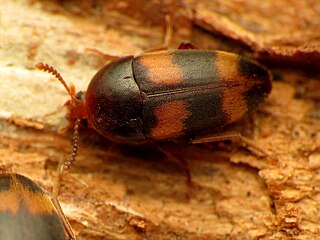 <i>Holostrophus</i> Genus of beetles