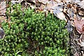 Polytrichum formosum