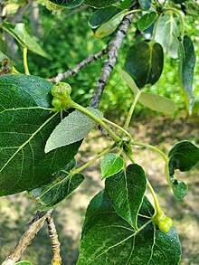 Galls on a poplar tree Poplar petiole gall aphid.jpg