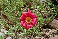 * Nomination Red Moss-rose, Portulaca grandiflora. --JDP90 05:52, 2 April 2014 (UTC) * Promotion Good quality. --Ralf Roletschek 09:34, 2 April 2014 (UTC)