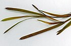 Potamogeton acutifolius (Spitzblättriges Laichkraut) [D]