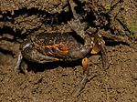 Vignette pour Crabe d'eau douce