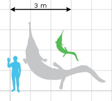 Prionosuchus scale.svg