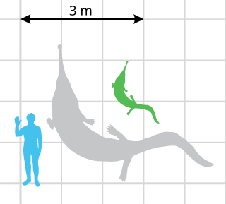 Two Prionosuchus specimens and a human to scale