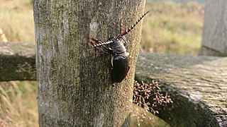 <i>Prionus laticollis</i> Species of beetle