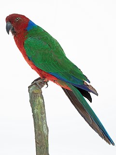 Crimson shining parrot Species of bird