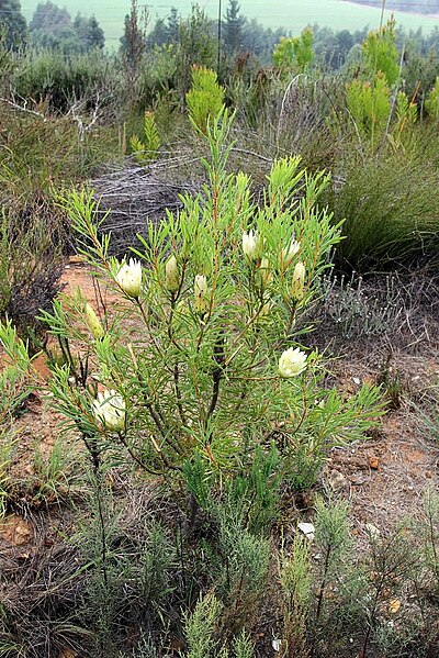 File:Protea repens (Proteaceae) (4581445969).jpg