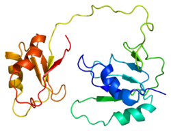 חלבון PTBP1 PDB 1qm9.png