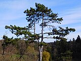 Průhonice - zámecký park, borovice u Glorietu