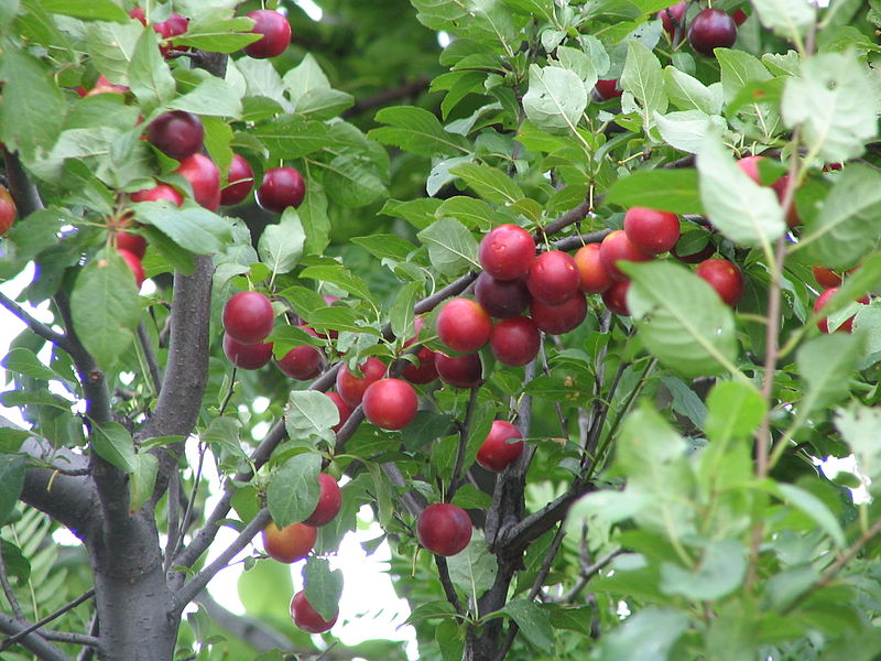 File:Prunus cerasifera branch fruits bgiu.jpg