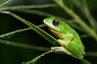 <i>Pseudophilautus ocularis</i> Species of amphibian