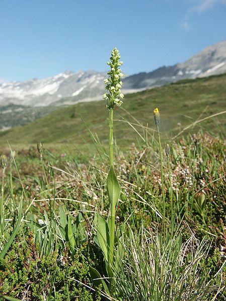 File:Pseudorchis albida 010706.jpg