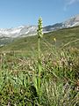 Pseudorchis albida Italy - Zillertaler Alpen