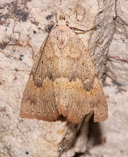 <i>Pseudorgyia russula</i> Species of moth