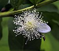 * Nomination Psidium guajava blossom --PumpkinSky 16:45, 2 September 2017 (UTC) * Withdrawn Good quality. --JoachimKohlerBremen 19:47, 2 September 2017 (UTC) Artefacts (see note) to be resolved --Uoaei1 08:38, 3 September 2017 (UTC)  I withdraw my nomination Not worth the hassle. PumpkinSky 11:32, 3 September 2017 (UTC)