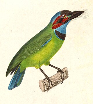 <span class="mw-page-title-main">Black-eared barbet</span> Species of bird