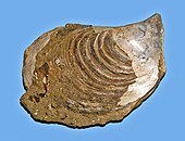 Fossilized shell of the Permian-modern marine bivalve Isognomon Pteriidae - Isognomon maxillatus.JPG