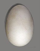 Egg, Museum de Toulouse) Puffinus pacificus MHNT ZOO 2010 11 42 ilot Lagon Nv.Caledonie de Naurois.jpg