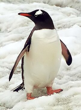 Ezelspinguin (Pygoscelis papua)