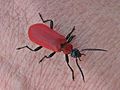Pyrochroa coccinea (Cardinal beetle), Elst (Gld), the Netherlands.jpg