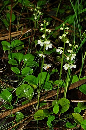 Pyrola rotundifolia - group 01.jpg