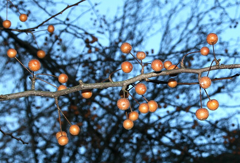 ファイル:Pyrus calleryana fruits.jpg