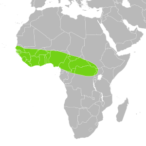 Python regius distribution.svg