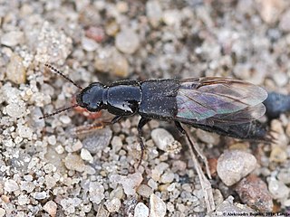 <i>Quedius fuliginosus</i> Species of beetle