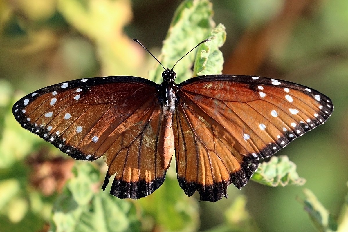 Queen (butterfly) - Wikipedia