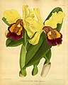 Cattleya dowiana var. aurea Plate 432 in: R.Warner - B.S.Williams: The Orchid Album (1882-1897)
