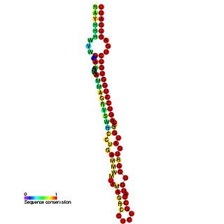 Small nucleolar RNA SNORD86