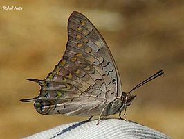 Charaxes fabius