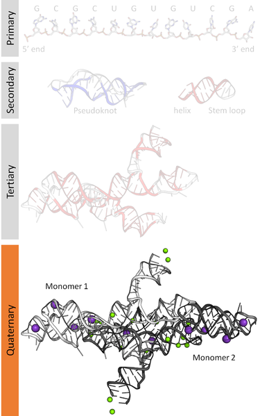 File:RNA structure (4).png