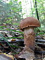 Leccinum aurantiacum