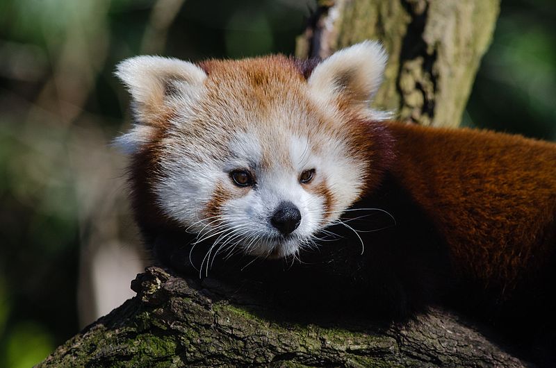 File:Red Panda (16757907445).jpg