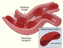 Globules rouges circulants dans des vaisseaux sanguins