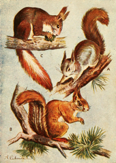 Red Squirrel