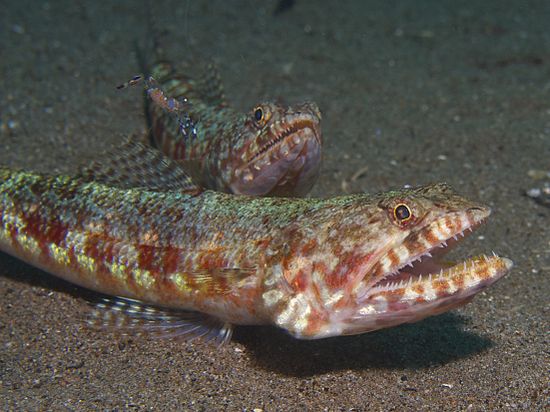 Рыба ящер. Synodus variegatus. Батизаурус рыба. Lizardfish. Ящероголовые рыбы.