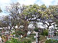 Uma árvore de Plumeria rubra em um cemitério em Reunião