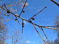 Fruits and buds, Bern, Switzerland