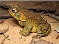 Rhinella cerradensis.jpg