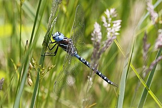 <i>Rhionaeschna mutata</i> Species of dragonfly