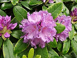 Rhododendron bloom in zoo tierpark friedrichsfelde berlin germany.jpg