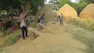 Rice threshing, Bangladesh