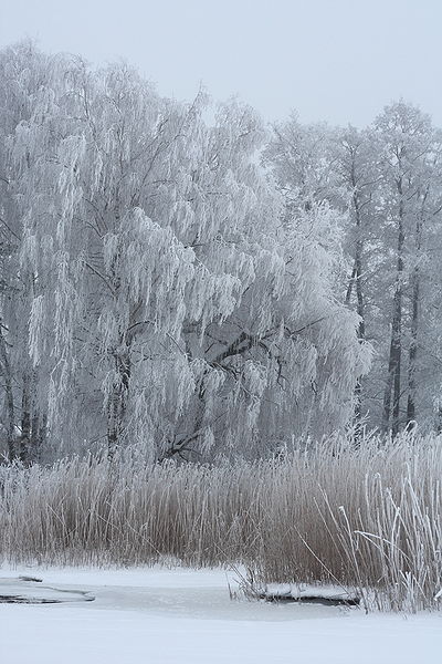 File:Rime in Lapinlahti Helsinki 2.JPG