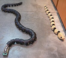 Two robot snakes. The left one has 64 motors (with 2 degrees of freedom per segment), the right one 10. Robosnakes.jpg