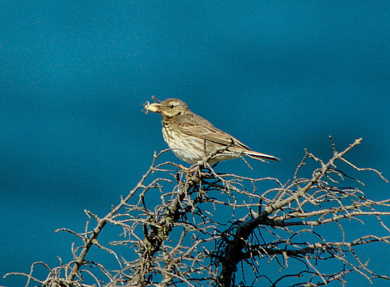 File:Rock Pipit with insect.jpg