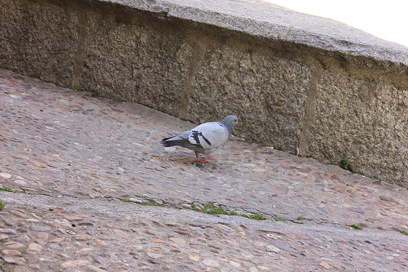 File:Rock pigeon 08.jpg