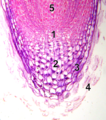 Pointe racinaire (microscope).