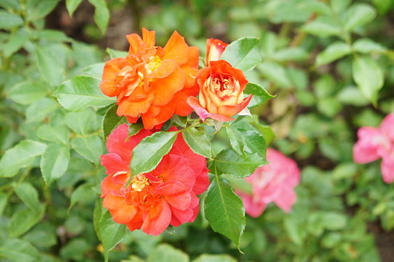 The orange rose, written by the camera as a JPG. (This one has the colors most accurate)